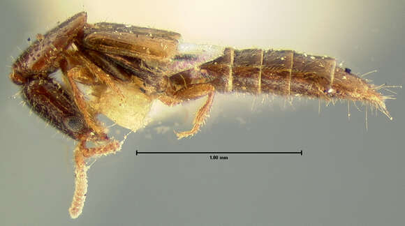 Image of Lepitacnus