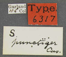 Image of Stenus (Stenus) comma comma Le Conte & J. L. 1863