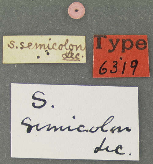 Image of Stenus (Stenus) semicolon Le Conte & J. L. 1863