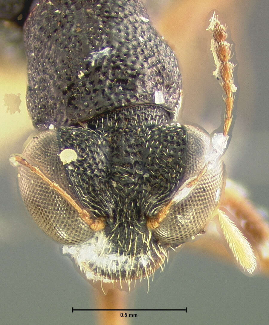 Image of Stenus (Stenus) gemmeus Casey 1884