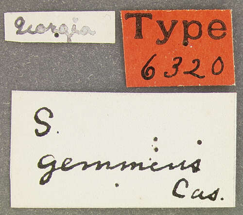 Image of Stenus (Stenus) gemmeus Casey 1884