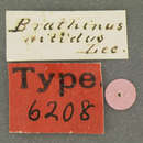 Image of Brathinus nitidus Le Conte & J. L. 1852
