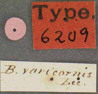 Image of Brathinus varicornis Le Conte & J. L. 1852