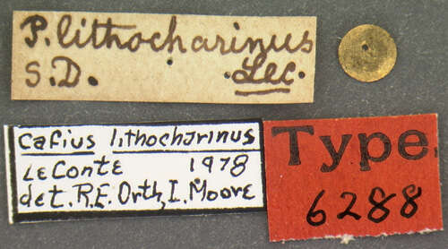 Image of Cafius lithocharinus (Le Conte & J. L. 1863)