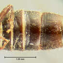 Image of Neohypnus picipennis (Le Conte & J. L. 1880)