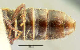 Image of Neohypnus picipennis (Le Conte & J. L. 1880)