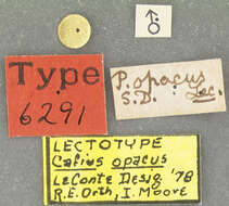 Image of Cafius opacus (Le Conte & J. L. 1863)