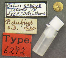 Image of <i>Cafius dubius</i> Le Conte 1863