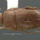 Image of Ptomaphagus (Adelops) californicus (Le Conte & J. L. 1853)