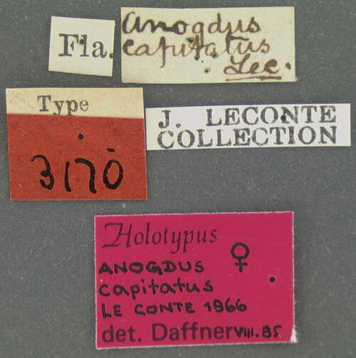 Image of Anogdus capitatus Le Conte & J. L. 1866