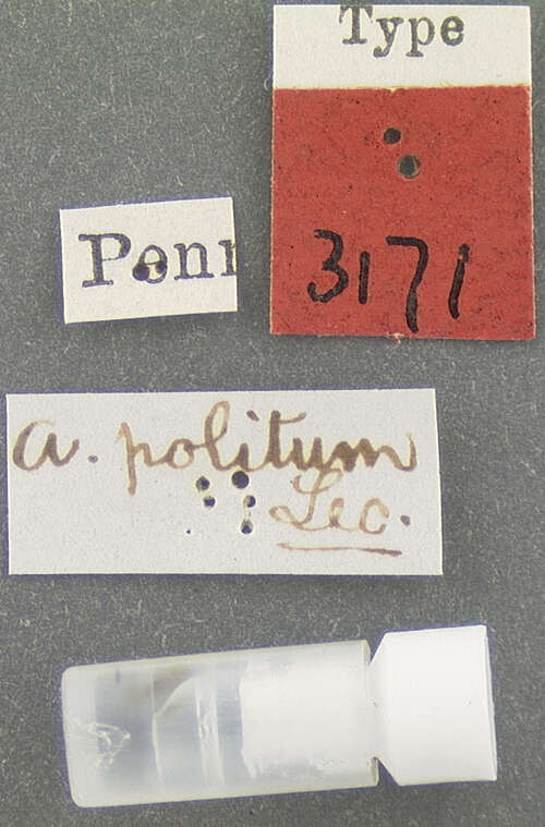 Image of Agathidium (Pulchrum) politum Le Conte & J. L. 1866