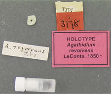 Image of Agathidium (Revolvens) revolvens Le Conte & J. L. 1850