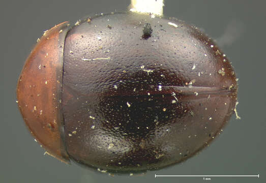 Image of Agathidium (Sexstriatum) estriatum Horn 1880