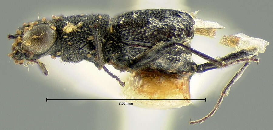 Image of Stenus (Stenus) bilineatus Sahlberg & J. 1871