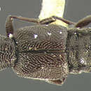 Image of Stenus (Stenus) venustus Casey 1884