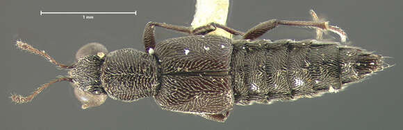 Image of Stenus (Stenus) venustus Casey 1884
