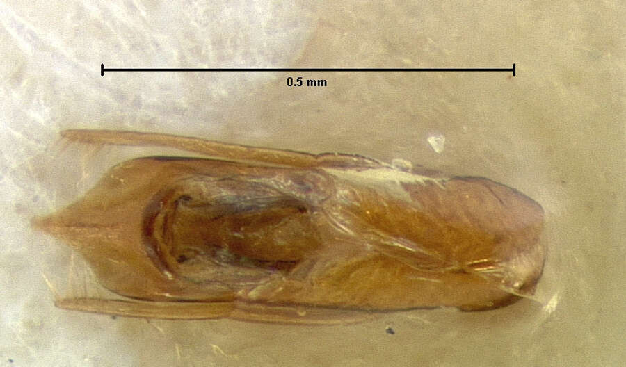 Image of Stenus (Stenus) colonus colonus Erichson 1840