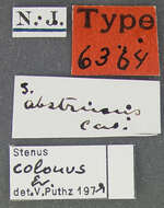 Image of Stenus (Stenus) colonus colonus Erichson 1840
