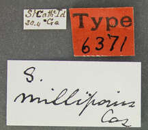 Image of Stenus (Stenus) milleporus Casey 1884