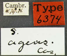 Image of Stenus (Nestus) rigidus Casey 1884