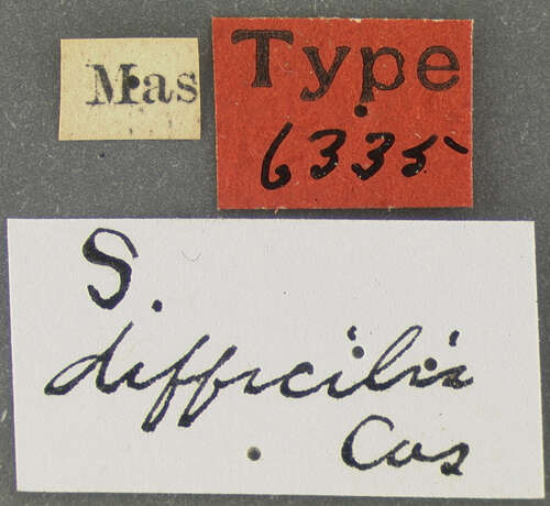 Image of Stenus (Stenus) difficilis Casey 1884