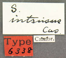 Image of Stenus (Stenus) intrusus Casey 1884
