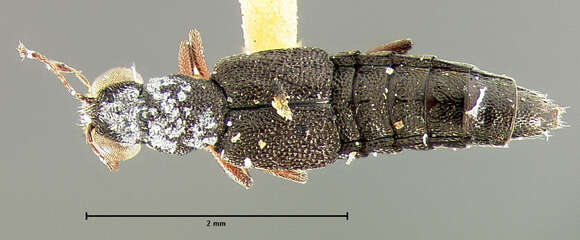 Stenus (Stenus) parallelopipedus Mäklin 1852 resmi