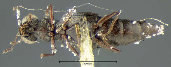 Image of Stenus (Stenus) difficilis Casey 1884