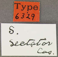 Image of Stenus (Stenus) sectator Casey 1884