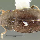 Image of <i>Choleva brunnipennis</i> Mannerheim 1853