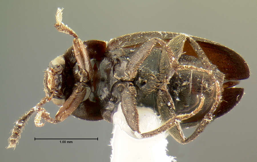 Image of <i>Choleva brunnipennis</i> Mannerheim 1853