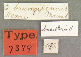 Image of <i>Choleva brunnipennis</i> Mannerheim 1853