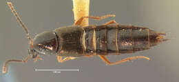 Image of Philonthus cunctans Horn 1884