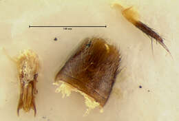 Plancia ëd Erichsonius patella (Horn 1884)