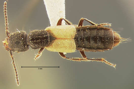 Cafius luteipennis Horn 1884的圖片