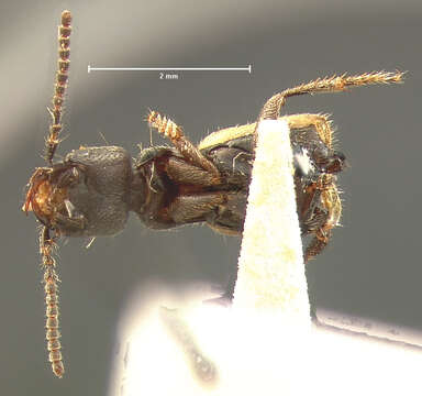 Cafius luteipennis Horn 1884的圖片