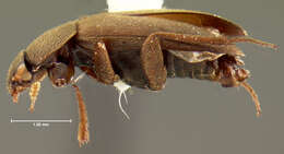 Image of <i>Choleva luridipennis</i> Mannerheim 1853