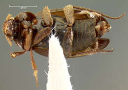 Image of <i>Choleva luridipennis</i> Mannerheim 1853