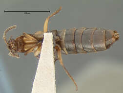 Image of Gabrius bidentatus (Horn 1884)