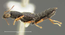 Image of Stenus (Hypostenus) plicipennis (Casey 1884)