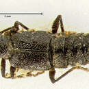 Image of Stenus (Hypostenus) sayi (Casey 1884)