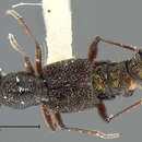 Stenus (Hypostenus) punctatus Erichson 1840 resmi