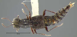 Stenus (Hypostenus) punctatus Erichson 1840 resmi