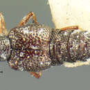 Image of Stenus (Hypostenus) meridionalis (Casey 1884)