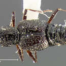 Image of Stenus (Hypostenus) laetulus (Casey 1884)
