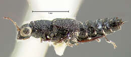 Image of Stenus (Hypostenus) laetulus (Casey 1884)
