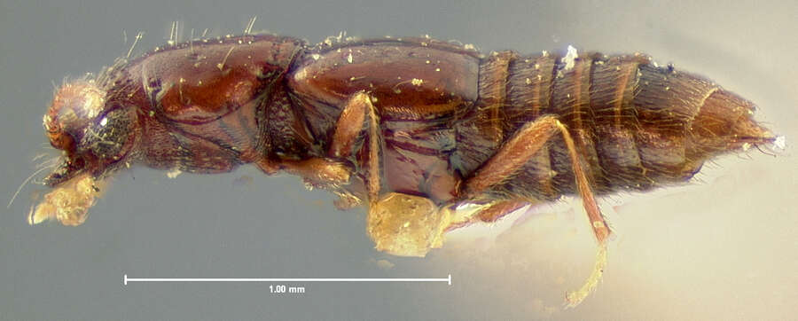 Image of Stictocranius puncticeps Le Conte & J. L. 1866