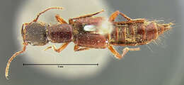 Image of Homaeotarsus pimerianus (Le Conte & J. L. 1863)