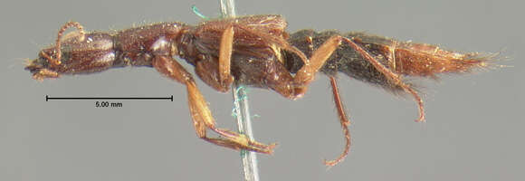 Image of Homaeotarsus texanus (Le Conte & J. L. 1878)