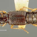 Homaeotarsus obliquus (Le Conte & J. L. 1878) resmi